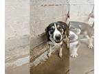 Beagle Mix DOG FOR ADOPTION RGADN-1300107 - Balthazar - Beagle / Mixed Dog For