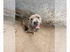American Pit Bull Terrier DOG FOR ADOPTION RGADN-1300109 - Keith - Pit Bull