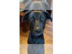 Labrador Retriever Mix DOG FOR ADOPTION RGADN-1300117 - Mama Sicily Puppy -