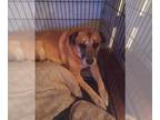 Huskies Mix DOG FOR ADOPTION RGADN-1300130 - GRIZZLY - Husky / Mixed (medium