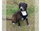 Labrador Retriever Mix DOG FOR ADOPTION RGADN-1300155 - Tootsie - Labrador