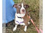 Sheprador DOG FOR ADOPTION RGADN-1300159 - Mama Victoria - Australian Shepherd /