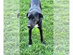 Borador DOG FOR ADOPTION RGADN-1300161 - Yellow Creek : Zafar - Border Collie /