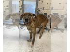 Plott Hound Mix DOG FOR ADOPTION RGADN-1300164 - Bailey Bebe - Plott Hound /