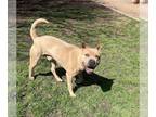 Chinese Shar-Pei Mix DOG FOR ADOPTION RGADN-1300166 - BEAU - Chinese Shar-Pei /