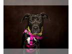 American Pit Bull Terrier Mix DOG FOR ADOPTION RGADN-1300169 - Sky - Pit Bull