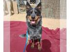 Australian Cattle Dog DOG FOR ADOPTION RGADN-1300173 - Ranger - Queensland