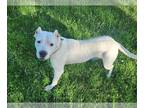 Dogo Argentino Mix DOG FOR ADOPTION RGADN-1300175 - Macie - Dogo Argentino /