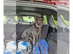 Dutch Shepherd Mix DOG FOR ADOPTION RGADN-1300192 - Onyx Jane - Located in OH