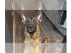 German Shepherd Dog Mix DOG FOR ADOPTION RGADN-1300195 - Danzig FTA Reptar Blue