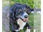 Border Collie-Brittany Mix DOG FOR ADOPTION RGADN-1300207 - WA/Nelli (ID) -