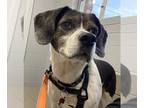 Beagle Mix DOG FOR ADOPTION RGADN-1300208 - May - Beagle / Mixed Dog For