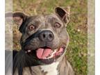 American Pit Bull Terrier Mix DOG FOR ADOPTION RGADN-1300217 - Winnie - Pit Bull