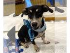 Dachshund Mix DOG FOR ADOPTION RGADN-1300218 - Flick - Dachshund / Mixed (short