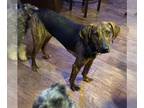 Plott Hound Mix DOG FOR ADOPTION RGADN-1300225 - Pepper - Plott Hound / Mixed