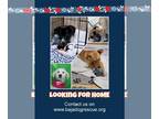 Cocker Spaniel-Dachshund Mix DOG FOR ADOPTION RGADN-1300228 - rescue dog -