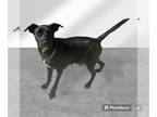 Labrador Retriever Mix DOG FOR ADOPTION RGADN-1300230 - Violet - Labrador