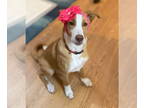 German Shepherd Dog-Huskies Mix DOG FOR ADOPTION RGADN-1300235 - Ginger Spice -