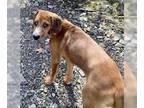 Redbone Coonhound Mix DOG FOR ADOPTION RGADN-1300236 - Katie Girl WV - Redbone