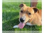 Chow Chow Mix DOG FOR ADOPTION RGADN-1300249 - TOMMY - Chow Chow / Mixed (medium