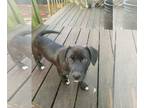 American Pit Bull Terrier Mix DOG FOR ADOPTION RGADN-1300258 - Smokey (Giselle's