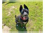 Akita Mix DOG FOR ADOPTION RGADN-1300264 - ZORA - Akita / Mixed (medium coat)