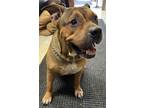 Adopt Ginger a Pit Bull Terrier