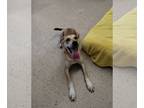 Labrador Retriever Mix DOG FOR ADOPTION RGADN-1300270 - Rex - Labrador Retriever