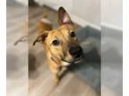 Canaan Dog-Labrador Retriever Mix DOG FOR ADOPTION RGADN-1300273 - Mac - Canaan