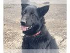 German Shepherd Dog Mix DOG FOR ADOPTION RGADN-1300279 - Nezhonic - Shepherd /