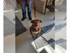 American Pit Bull Terrier-Pug Mix DOG FOR ADOPTION RGADN-1300280 - Mae -