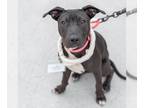 American Pit Bull Terrier Mix DOG FOR ADOPTION RGADN-1300292 - Bazooka - Pit