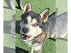 Mix DOG FOR ADOPTION RGADN-1300299 - Nanook - Husky (medium coat) Dog For
