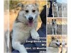Pembroke Welsh Corgi-Shiba Inu Mix DOG FOR ADOPTION RGADN-1300309 - Winnie from