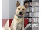 Mix DOG FOR ADOPTION RGADN-1300310 - Vaquita - White German Shepherd (long