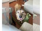 Shiba Inu Mix DOG FOR ADOPTION RGADN-1300312 - TANK (BONDED w/RUSTY)(COURTESY