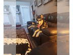 Alaskan Malamute DOG FOR ADOPTION RGADN-1300314 - Maverick - Alaskan Malamute