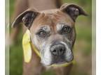 Boxer Mix DOG FOR ADOPTION RGADN-1300325 - ROSE - Boxer / Mixed (medium coat)