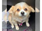 Pomeranian DOG FOR ADOPTION RGADN-1300350 - Sadie - Pomeranian (medium coat) Dog