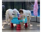 Great Pyrenees DOG FOR ADOPTION RGADN-1300352 - Mabel and Finn - Great Pyrenees