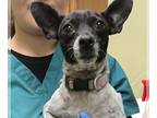 Rat Terrier Mix DOG FOR ADOPTION RGADN-1300354 - Betsy - Rat Terrier / Mixed Dog