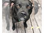American Pit Bull Terrier DOG FOR ADOPTION RGADN-1300355 - Kenny - Pit Bull