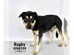 Rottweiler Mix DOG FOR ADOPTION RGADN-1300360 - RUGBY - Rottweiler / Mixed