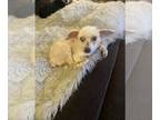 Poodle (Toy) Mix DOG FOR ADOPTION RGADN-1300361 - Bandit - Poodle (Toy) / Mixed