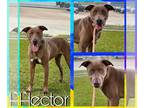 Weimaraner Mix DOG FOR ADOPTION RGADN-1300375 - HECTOR - Weimaraner / Mixed