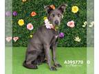 Shepradors DOG FOR ADOPTION RGADN-1300380 - FREYA - Labrador Retriever / German
