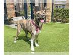 Akita-American Pit Bull Terrier Mix DOG FOR ADOPTION RGADN-1300382 - SALLY -
