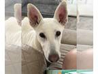 German Shepherd Dog Mix DOG FOR ADOPTION RGADN-1300397 - Eahba (ey-va) - German