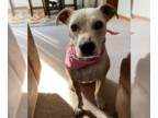 American Pit Bull Terrier Mix DOG FOR ADOPTION RGADN-1300401 - Felicity - Pit