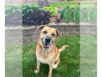 Labrador Retriever Mix DOG FOR ADOPTION RGADN-1300402 - Luke - Shepherd /